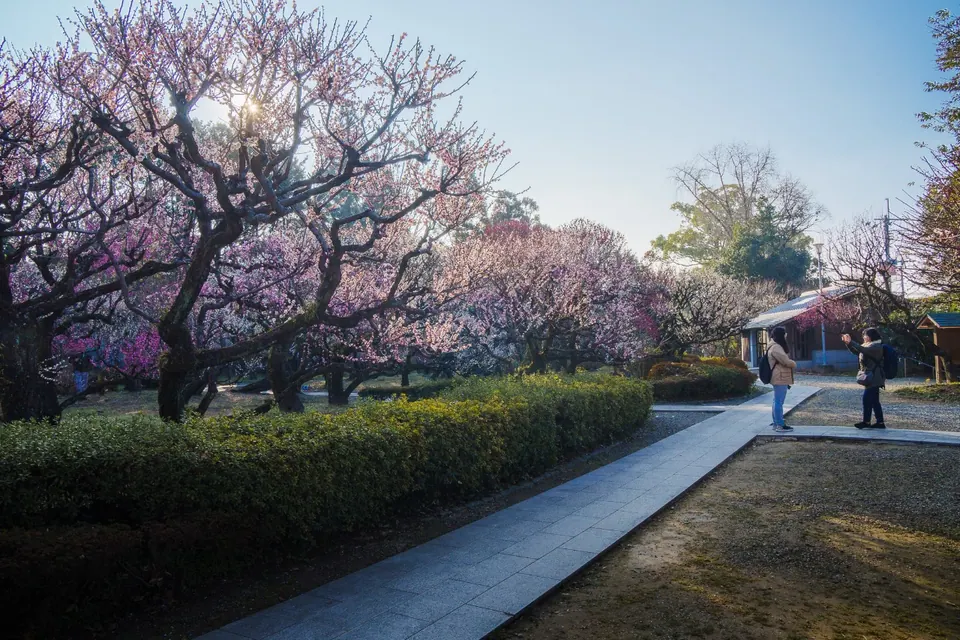 梅の開花期の梅林寺外苑と散策路